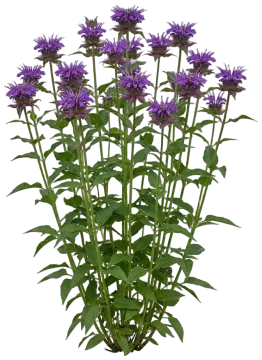 Blue Stocking Bee Balm cut-out illustration