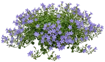 Blue Waterfall Bellflower cut-out illustration