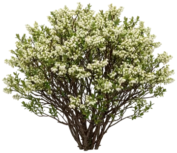 Lowbush Blueberry cut-out illustration
