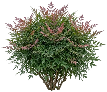 Blush Pink Nandina cut-out illustration