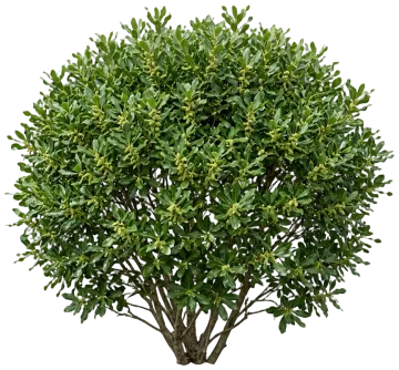 Bobee Northern Bayberry cut-out illustration