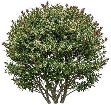 Bordeaux Dwarf Yaupon Holly cut-out illustration