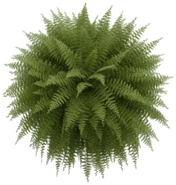 Boston Fern cut-out illustration