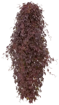 Veitchii cut-out illustration