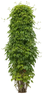 Boston Ivy cut-out illustration