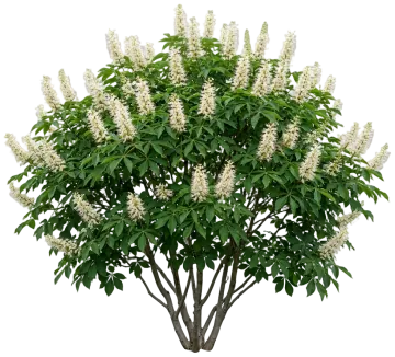 Bottlebrush Buckeye cut-out illustration