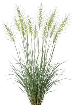 Bottlebrush Grass cut-out illustration