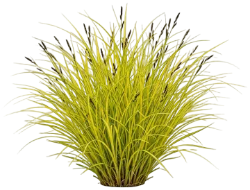 Bowles' Golden Sedge cut-out illustration