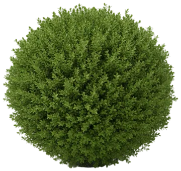 American Boxwood cut-out illustration