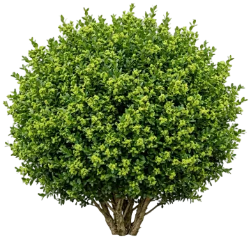 Cranberry Creek Boxwood cut-out illustration