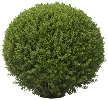 English Boxwood cut-out illustration