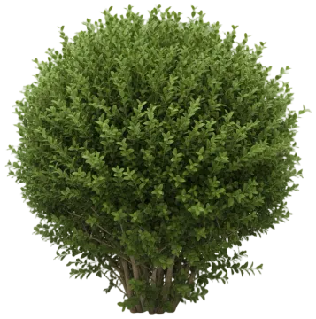 Boxwood cut-out illustration