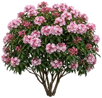 Bridesmaid Mountain Laurel cut-out illustration