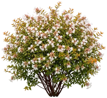 Brilliantina Abelia cut-out illustration