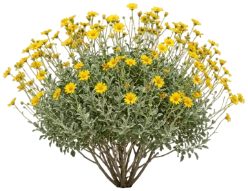 Brittlebush cut-out illustration