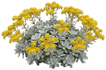 Broadleaf Stonecrop cut-out illustration