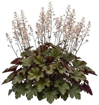 Bronze Wave Coral Bells cut-out illustration