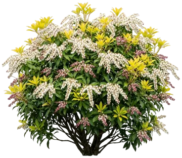Brouwers Beauty Pieris cut-out illustration