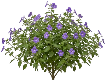 Purple Browallia cut-out illustration