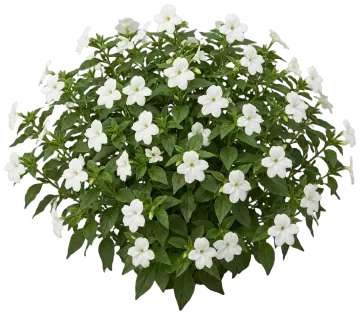 White Browallia cut-out illustration