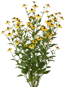 Brown-Eyed Susan cut-out illustration