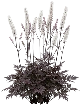 Brunette Bugbane cut-out illustration
