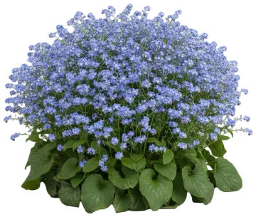 Brunnera cut-out illustration