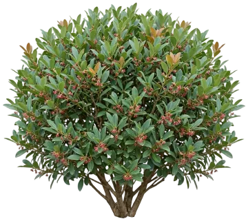 Buckhead Bold Distylium cut-out illustration