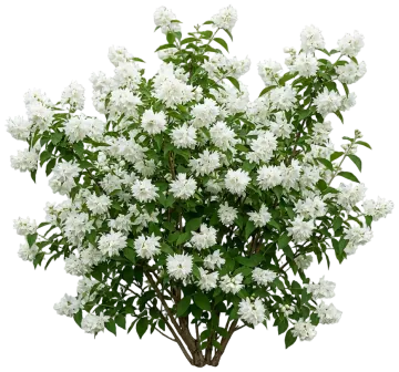Buckley's Quill Mock Orange cut-out illustration
