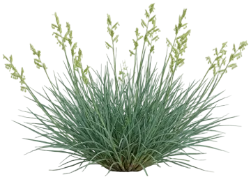 Buffalograss cut-out illustration