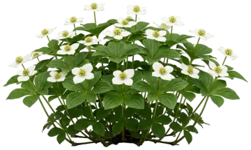Bunchberry cut-out illustration