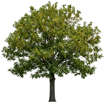 Bur Oak cut-out illustration