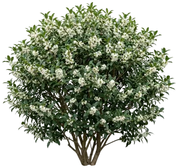 Burkwood Osmanthus cut-out illustration