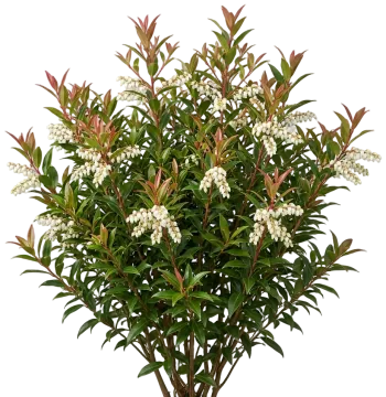 Burning Love Japanese Leucothoe cut-out illustration