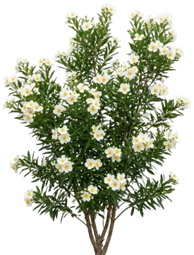 Bush Anemone cut-out illustration