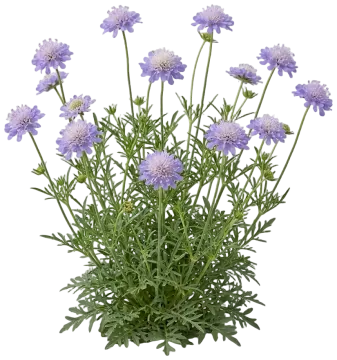 Butterfly Blue Pincushion Flower cut-out illustration
