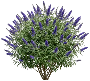 Blueberry Pie Butterfly Bush cut-out illustration