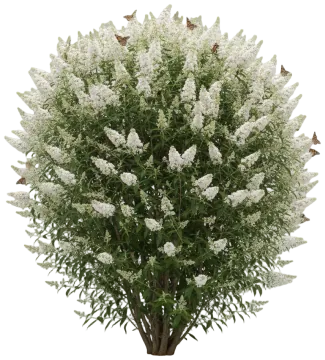 White Profusion cut-out illustration