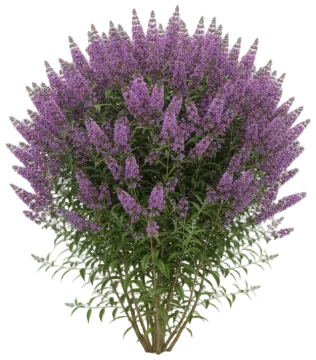Butterfly Bush cut-out illustration