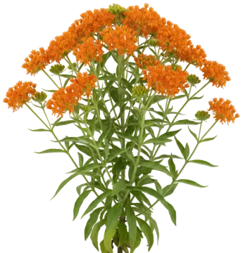 Butterfly Weed cut-out illustration