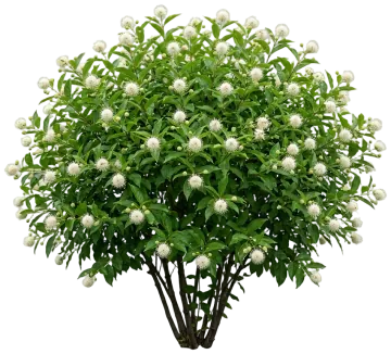 Sugar Shack Buttonbush cut-out illustration