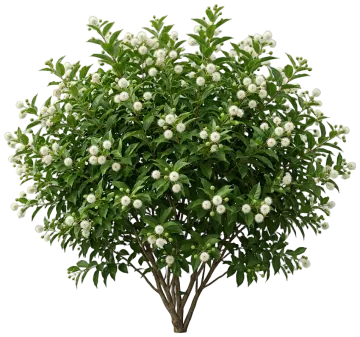 Buttonbush cut-out illustration