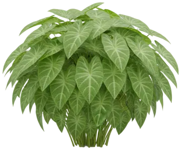 Green Caladium cut-out illustration