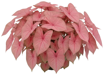 Carolyn Whorton Caladium cut-out illustration