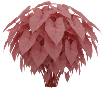 Red Flash Caladium cut-out illustration