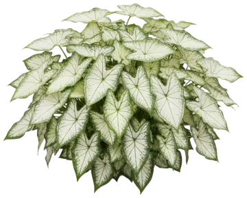 White Christmas Caladium cut-out illustration