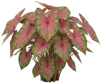 Caladium cut-out illustration