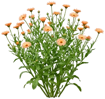 Apricot Calendula cut-out illustration