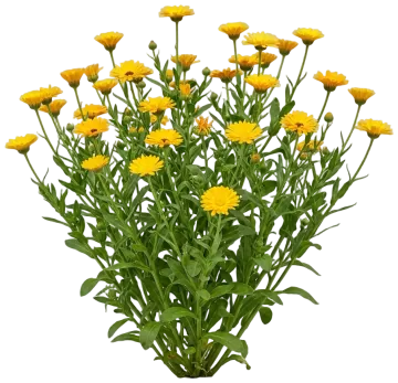 Yellow Calendula cut-out illustration