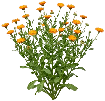 Calendula cut-out illustration